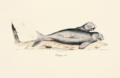 Samiec Dugong autorstwa Jacques Christophe Werner
