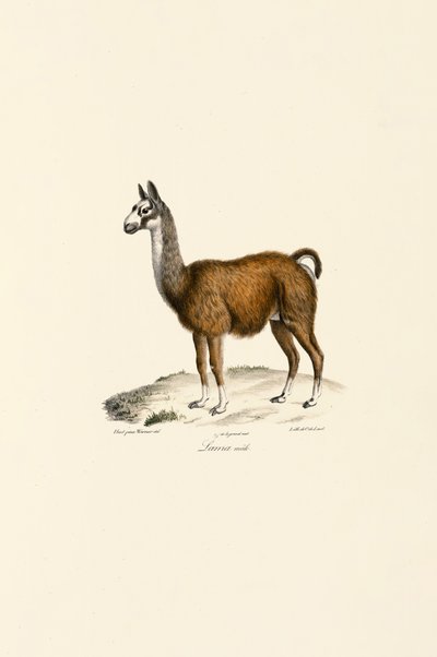  autorstwa Jacques Christophe Werner