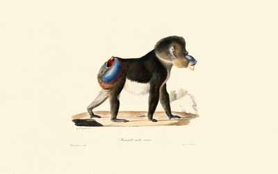 Mandrill autorstwa Jacques Christophe Werner