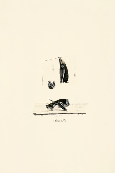  autorstwa Jacques Christophe Werner
