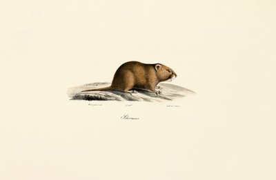  autorstwa Jacques Christophe Werner