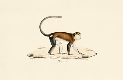 Mona Monkey autorstwa Jacques Christophe Werner