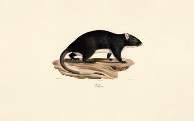 Piżmak autorstwa Jacques Christophe Werner