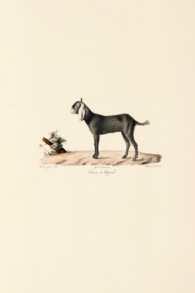  autorstwa Jacques Christophe Werner