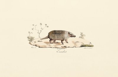 Pancernik dziewięciopasmowy autorstwa Jacques Christophe Werner