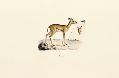  autorstwa Jacques Christophe Werner