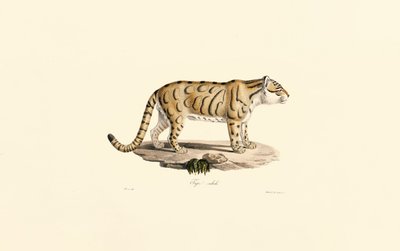  autorstwa Jacques Christophe Werner