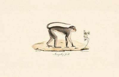  autorstwa Jacques Christophe Werner