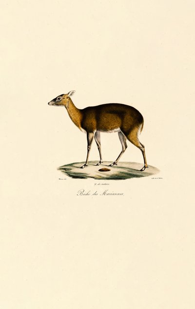 Filipiński jeleń plamisty (Visayan Spotted Deer) autorstwa Jacques Christophe Werner