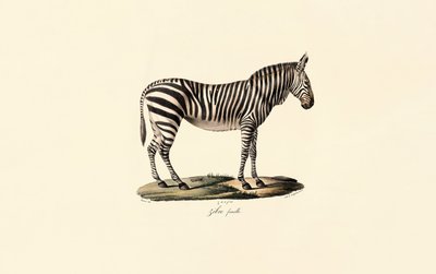 Zebra równinna, samica autorstwa Jacques Christophe Werner