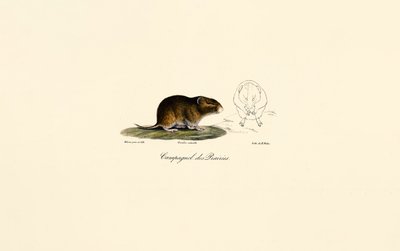  autorstwa Jacques Christophe Werner