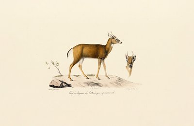  autorstwa Jacques Christophe Werner