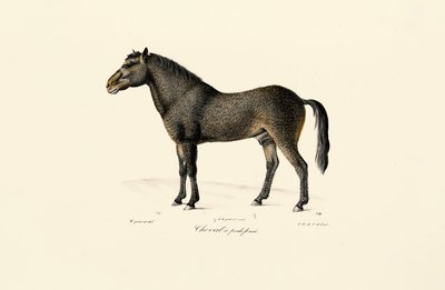  autorstwa Jacques Christophe Werner