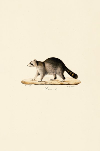  autorstwa Jacques Christophe Werner