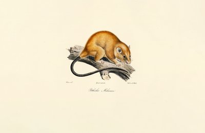 Wiewiórka czerwonobrzucha (Pithécidie Mélanure) autorstwa Jacques Christophe Werner