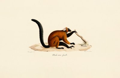 Lemur czerwonolicy autorstwa Jacques Christophe Werner