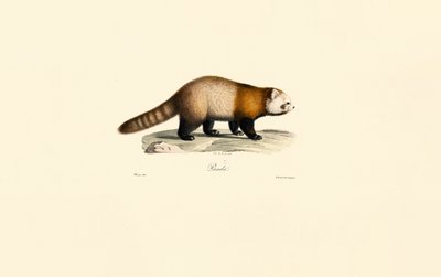 Panda czerwona (Ailurus fulgens) autorstwa Jacques Christophe Werner