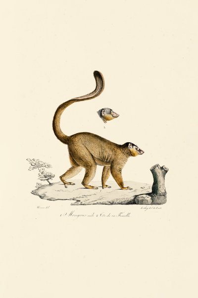 Głowa samca i samicy lemura czerwononosego autorstwa Jacques Christophe Werner