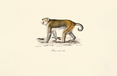Makak rezus (Macaca mulatta) autorstwa Jacques Christophe Werner