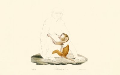 Niemowlę makaka rezus autorstwa Jacques Christophe Werner
