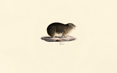Rock Hyrax autorstwa Jacques Christophe Werner