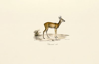  autorstwa Jacques Christophe Werner