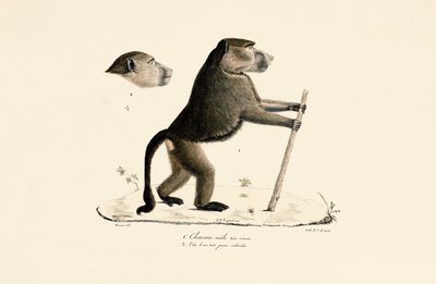  autorstwa Jacques Christophe Werner