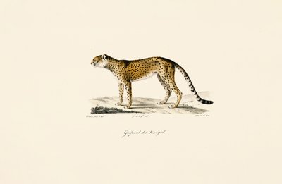 Senegal Gepard autorstwa Jacques Christophe Werner