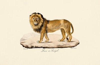 Senegal Lew autorstwa Jacques Christophe Werner