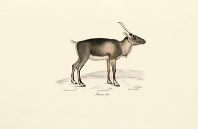 Jeleń syberyjski piżmowy (Moschus moschiferus) autorstwa Jacques Christophe Werner