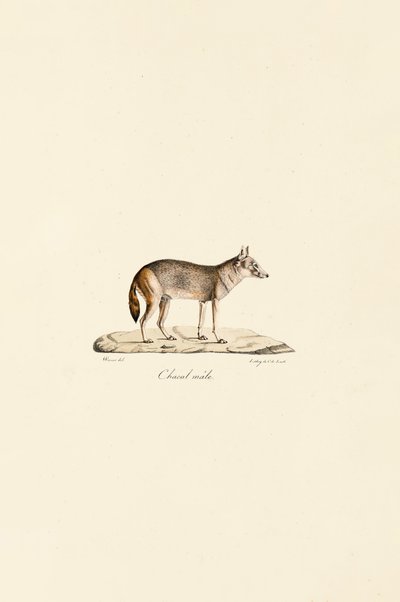  autorstwa Jacques Christophe Werner