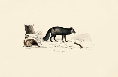 Silver Fox autorstwa Jacques Christophe Werner