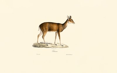 Sitatunga (Tachazan) autorstwa Jacques Christophe Werner