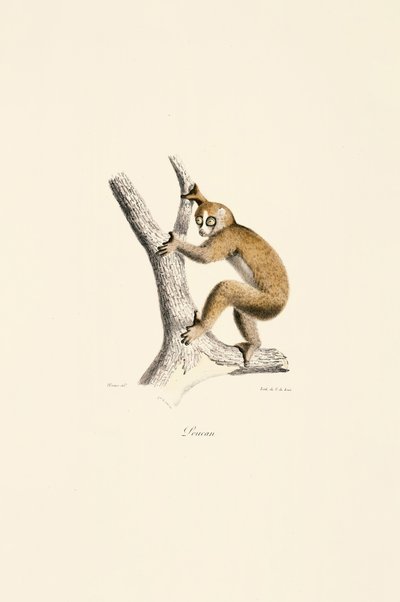  autorstwa Jacques Christophe Werner