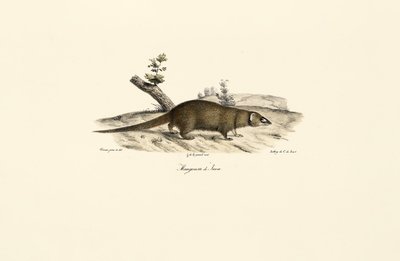 Mała mangusta azjatycka autorstwa Jacques Christophe Werner