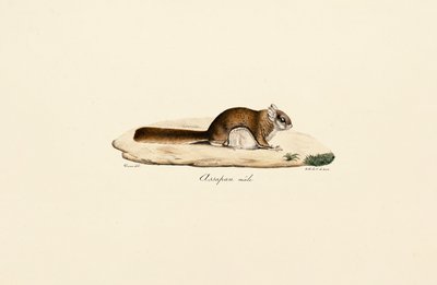 Latająca wiewiórka południowa (samiec) autorstwa Jacques Christophe Werner