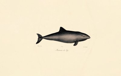 Delfin wielorybi południowy autorstwa Jacques Christophe Werner