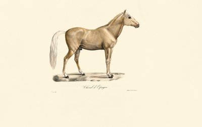 autorstwa Jacques Christophe Werner