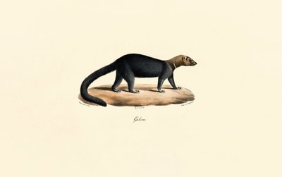 Tayra autorstwa Jacques Christophe Werner