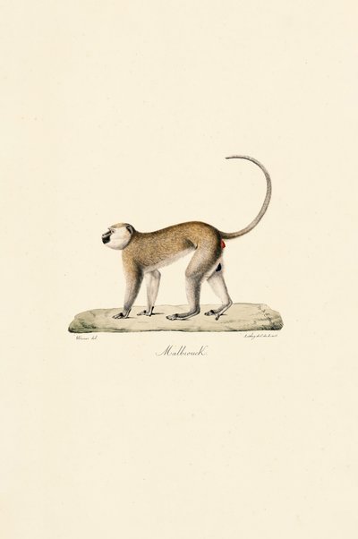  autorstwa Jacques Christophe Werner