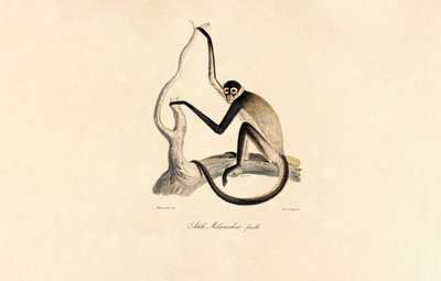  autorstwa Jacques Christophe Werner