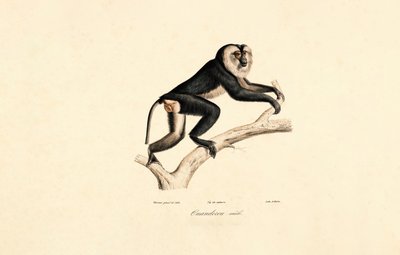 Mangabey białolicy (samiec) autorstwa Jacques Christophe Werner