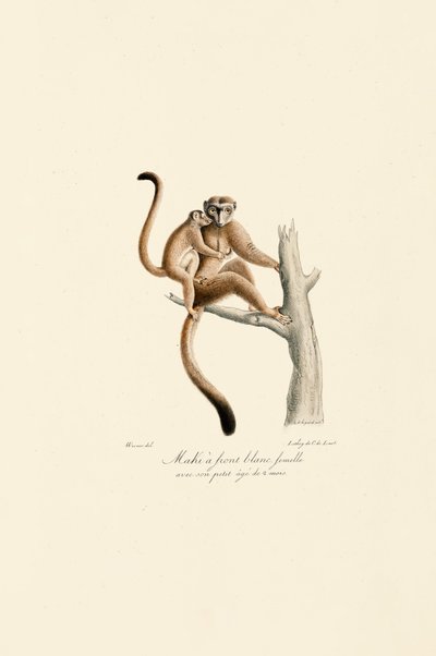 Mangusta białoczelna z młodymi autorstwa Jacques Christophe Werner