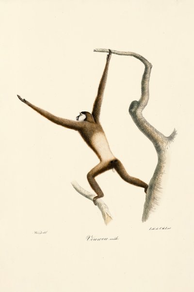Gibbon białoręki (Hylobates lar) autorstwa Jacques Christophe Werner