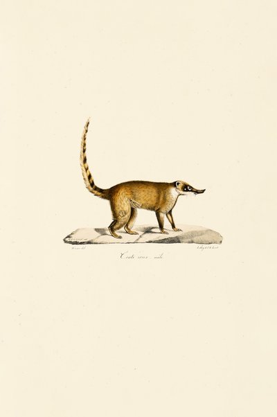 White-nosed Coati (samiec) autorstwa Jacques Christophe Werner