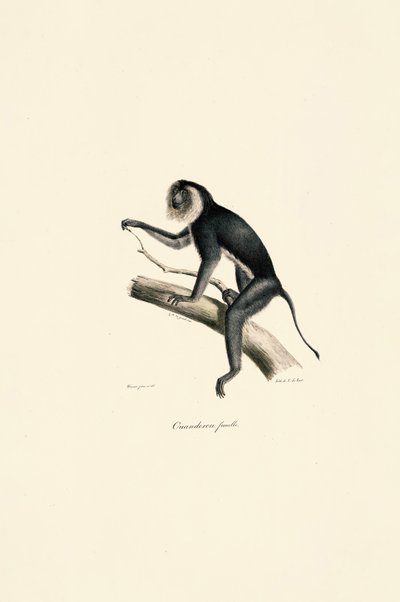  autorstwa Jacques Christophe Werner