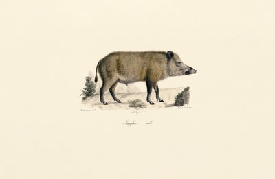 Dzik autorstwa Jacques Christophe Werner