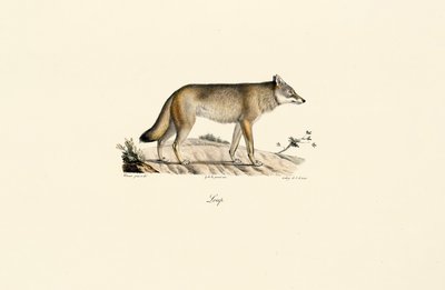 Wilk (Canis lupus) autorstwa Jacques Christophe Werner