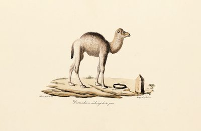 Młody wielbłąd dromader autorstwa Jacques Christophe Werner