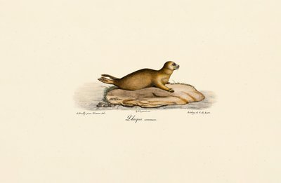  autorstwa Jacques Christophe Werner